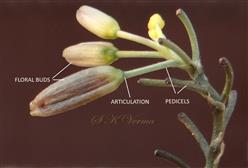  Floral buds
